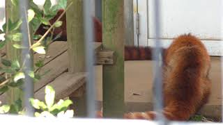 レッサーパンダの『イチ丸』と『カリン』 (市川市動植物園) 2018年3月4日