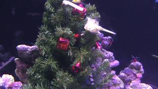 コンゴウフグ と シロボシアカモエビ のクリスマス水槽 (沼津港深海水族館) 2018年11月23日