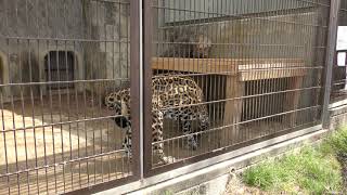 ジャガー の『アスカ』 (東山動植物園) 2019年4月2日