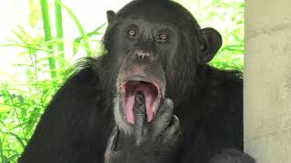 Chimpanzee (Hamamatsu Zoological Gardens, Shizuoka, Japan) July 25, 2021