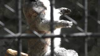 Ring-tailed lemur (Hamura Zoo, Tokyo, Japan) April 8, 2018