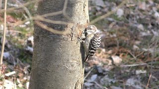Japanese Pygmy Woodpecker (Nagano, Japan) April 4, 2019