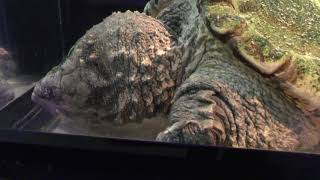 Alligator snapping turtle (Kasumigaura City Aquarium, Ibaraki, Japan) December 2, 2017