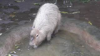 Capybara (Yokohama Zoological Gardens 