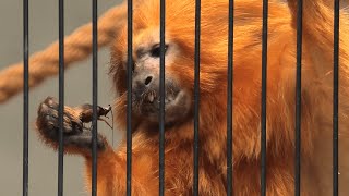 Golden lion tamarin Guide (Hamamatsu Zoological Gardens, Shizuoka, Japan) July 25, 2021