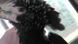 ギンガオサイチョウ とのふれあい (めっちゃおもろい動物園) 2021年10月7日