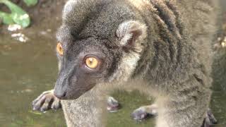 ブラウンキツネザル　Common brown lemur