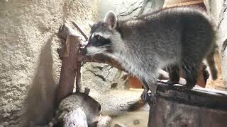 Common raccoon (KOBE ANIMAL KINGDOM, Hyogo, Japan) October 24, 2021