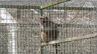 ニホンザル の『みわちゃん』と イノシシの『ウリ坊』 (福知山市動物園) 2019年3月29日