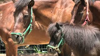 Pony & Horse (Toyohashi Zoo and Botanical Park, Aichi, Japan) January 1, 1970