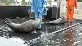 Earless sealPenguin Feeding time (TANGO Aquarium, Kyoto, Japan) November 25, 2019