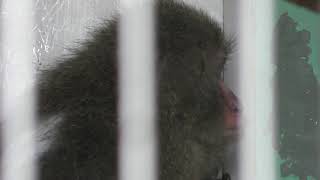 Yakushima Macaque (Japan Monkey Centre, Aichi, Japan) January 20, 2019