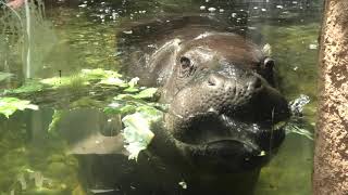 Pygmy hippopotamus (KOBE ANIMAL KINGDOM, Hyogo, Japan) June 24, 2020