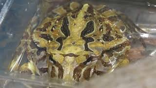 Horned frog (Urayasu Traffic Park, Chiba, Japan) August 4, 2023