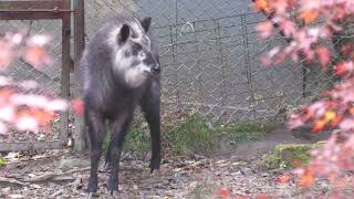 Japanese serow (Kobe Municipal Arboretum, Hyogo, Japan) November 20, 2021