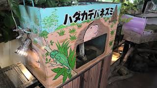 ハダカデバネズミ (めっちゃおもろい動物園) 2021年10月7日