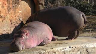 Hippopotamus (YAGIYAMA ZOOLOGICAL PARK, Miyagi, Japan) January 20, 2018