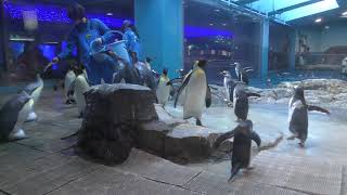 亜南極ペンギンお食事タイム (長崎ペンギン水族館) 2017年12月24日