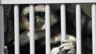 Lar Gibbon (Fukuchiyama City Zoo, Kyoto, Japan) March 29, 2019