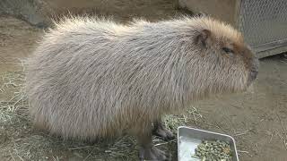 Capybara (Awaji Farm Park England Hill, Hyogo, Japan) March 23, 2019