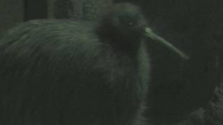 キーウィの鳴き声 (天王寺動物園) 2017年11月3日