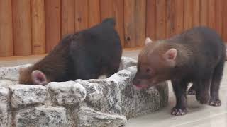 Baby Bush dog Bear (KOBE ANIMAL KINGDOM, Hyogo, Japan) October 24, 2021