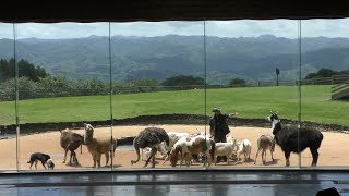 牧羊犬とまきばの仲間たち (マザー牧場) 2018年6月30日