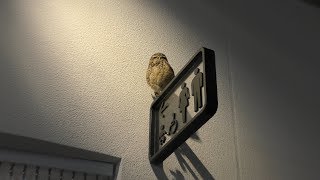 Burrowing Owl (NIFREL, Osaka, Japan) March 12, 2019