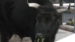 見島牛の初春くん (上野動物園) 2017年12月9日