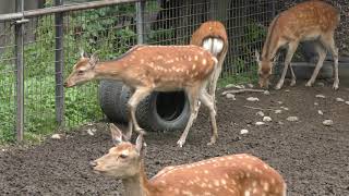 Hokkaido Sika Deer (Obihiro Zoo, Hokkaido, Japan) July 6, 2019