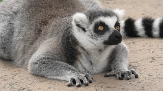 Ring-tailed lemur (TOBU ZOO, Saitama, Japan) September 18, 2020