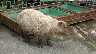 Capybara (Neo Park Okinawa, Okinawa, Japan) May 9, 2019