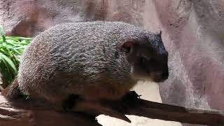 Marmota