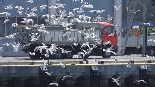 Flock of seagulls (Hokkaido, Japan) June 25, 2019