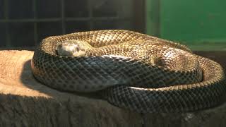 Japanese Rat Snake (Obihiro Zoo, Hokkaido, Japan) July 6, 2019