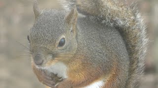 Squirrel (Ishikawa Prefectural Forest Park Forest Zoo, Ishikawa, Japan) August 17, 2019