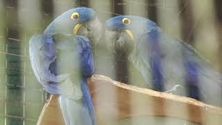 スミレコンゴウインコ (東山動植物園) 2023年6月25日