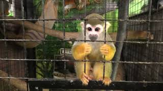 リスザル (めっちゃおもろい動物園) 2021年10月7日