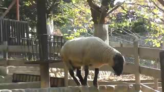 Sheep Feeding Experience (SATSUKIYAMA ZOO, Osaka, Japan) November 3, 2017