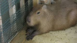 Capybara (Comorebi morino ibaraido, Ibaraki, Japan) June 2, 2018
