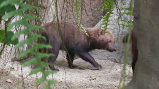 Bush dog (KOBE ANIMAL KINGDOM, Hyogo, Japan) October 24, 2021