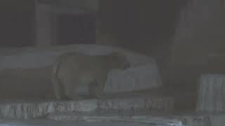 ホッキョクグマ 親子 (天王寺動物園・ナイトズー) 2021年10月11日