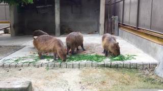 Capybara Feeding time (TOBU ZOO, Saitama, Japan) July 15, 2017