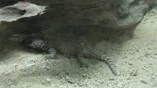 Armadillo girdled lizard (Higashiyama Zoo and Botanical Gardens, Aichi, Japan) July 22, 2021