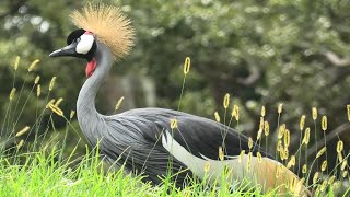 Grey crowned crane (Chiba Zoological Park, Chiba, Japan) September 17, 2020