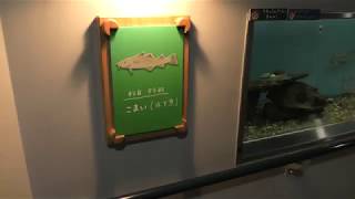 あざらし館の魚たち (旭山動物園) 2018年2月11日