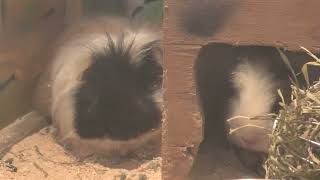 テッセルモルモット (めっちゃおもろい動物園) 2021年10月7日