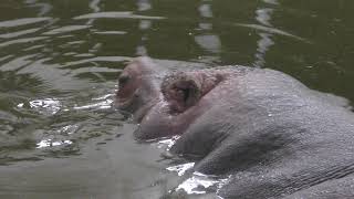 Hippopotamus (Oji Zoo, Hyogo, Japan) January 10, 2019