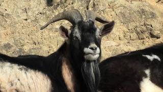 Goat (Ostrich Land Fureai Small Zoo, Miyazaki, Japan) December 9, 2019