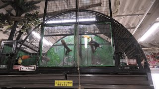 オニオオハシ (めっちゃおもろい動物園) 2021年10月7日